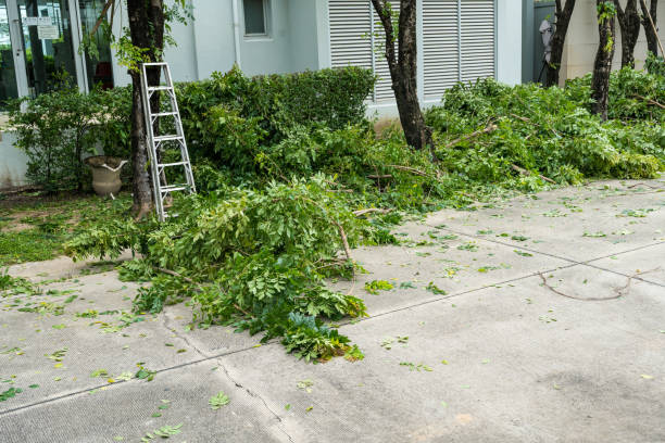 How Our Tree Care Process Works  in  White Mountain Lake, AZ