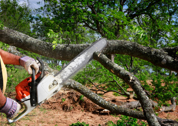 Trusted White Mountain Lake, AZ Tree Services Experts